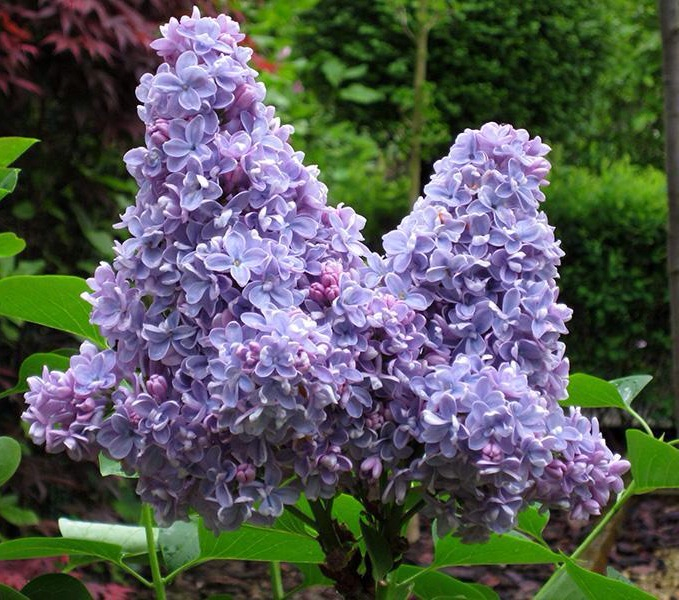 "Carpe Diem"Syringa vulgaris